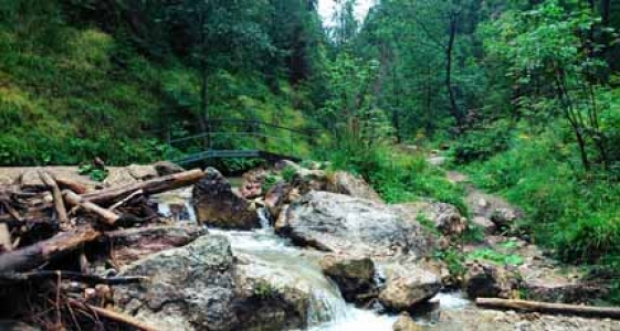 środek Wąwozu Homole